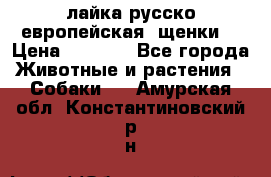 лайка русско-европейская (щенки) › Цена ­ 5 000 - Все города Животные и растения » Собаки   . Амурская обл.,Константиновский р-н